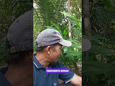 ENAKNYA HIDUP DI PEDESAAN