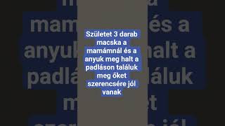 3 macska