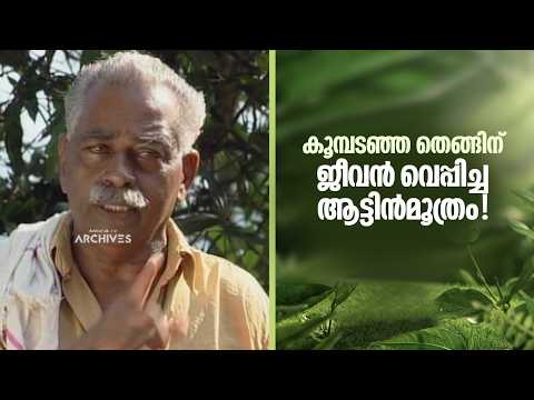 കൂമ്പടഞ്ഞ തെങ്ങിന് ജീവൻ വെപ്പിച്ച ആട്ടിൻമൂത്രം!| Haritha Bharatham |