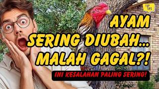 Niat Memperbaiki, Malah Merusak! Ini Kesalahan Umum Penghobi Ayam