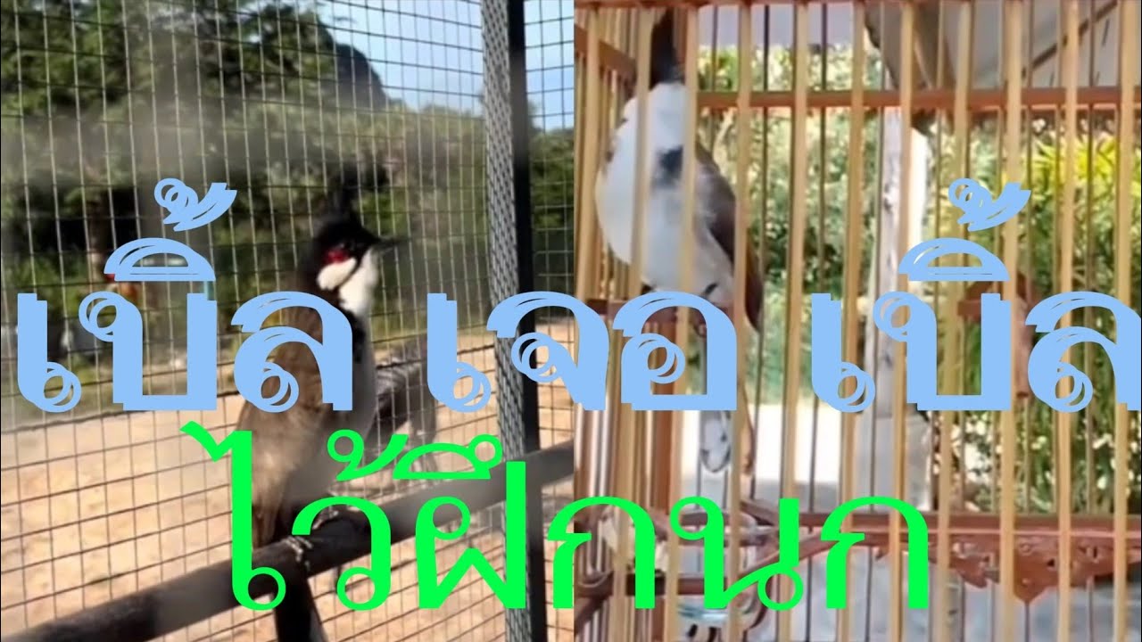 นกกรงหัวจุก