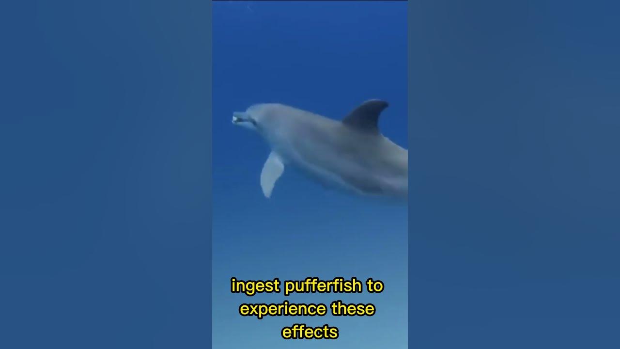 Watch As These Dolphins Get HIGH From Pufferfish!!! YouTube