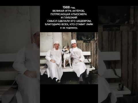 Собачье сердце» –