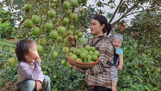Single girl: Harvesting Star apple and Bring it to market to sell | Cooking with two children