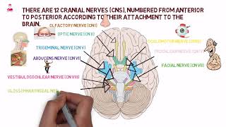 الأعصاب الدماغية | cranial nerves