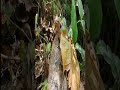 Anaconda Gigante Encontrada em exploração em Território Brasileiro #snake #shorts  #nature #animals