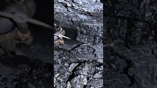 Black Diamond In Coal Mine 130.