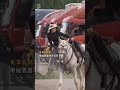 Daughter of the desert—riding free across the jianghu. Blades of the Guardians