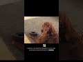 Собака или кот в арендуемой квартире: счастье или проблема?