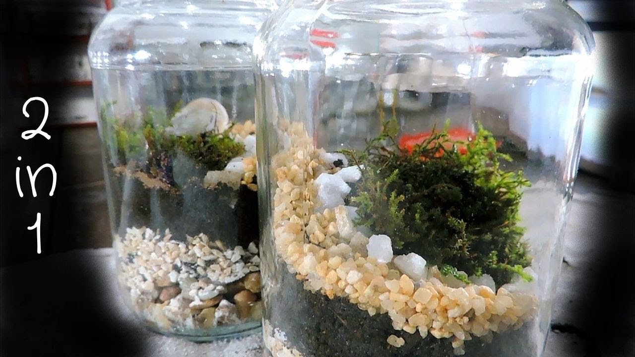 Terrário fechado dois em um #terrarium #terrariofechado #twoterrariums #satisfying