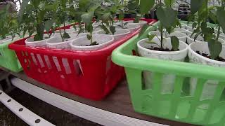 Pepper update in greenhouse (4)