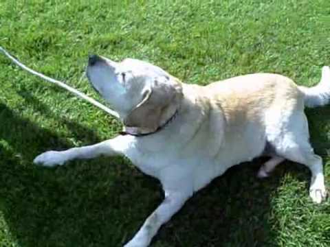 Foster Animal Up for Adoption - Sandy