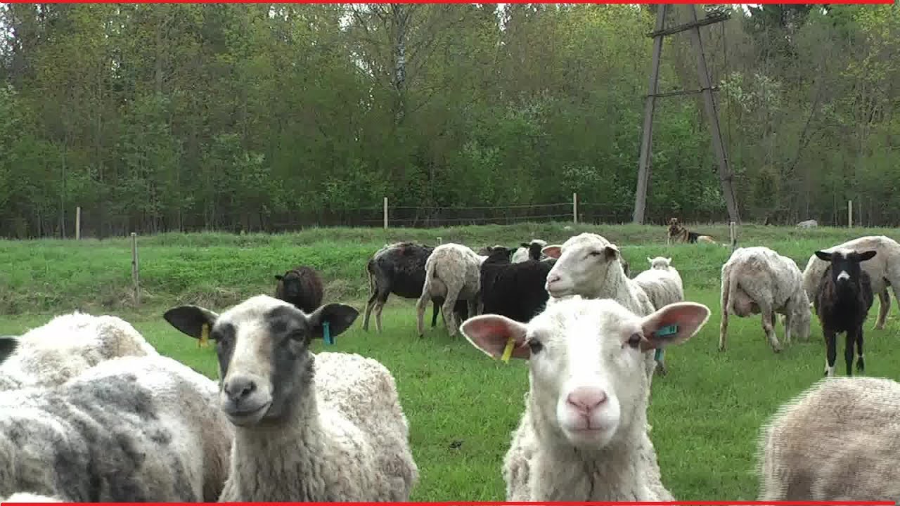 Celebrating 2K Subscribers