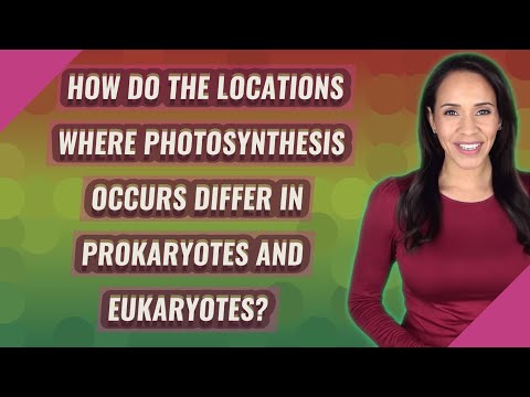 Wideo: Gdzie zachodzi fotosynteza u prokariontów?