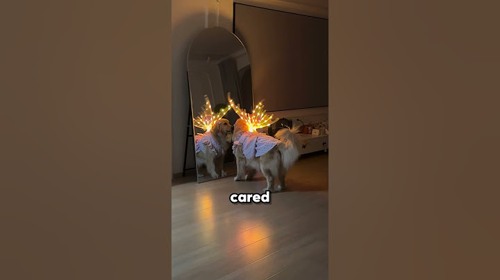 This dog is super excited for her date 🐶💖