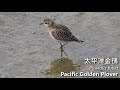 深圳灣觀鳥日記15（2021 01 20）Birding at Shenzhen Bay 15