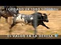 !Cuidado Un Toro Suelto!, El Valor En La Dehesa.