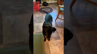 Whatever Goes To The Ground Goes To The Hound