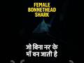 बिना नर के माँ बनने वाली शार्क! This Shark Becomes a Mother Without a Male.#BonnetheadShark #Shark