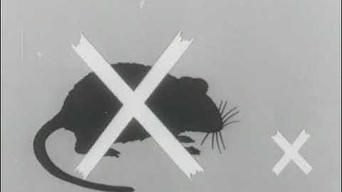 The Rat Problem (US Army, 1950)