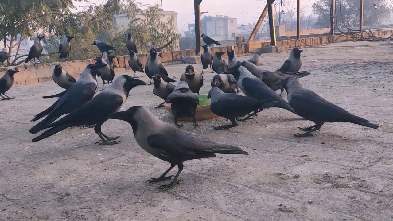 Beautiful Hungry Crows Go Crazy Before - Feeding LOUD Caw Caw Compilation!