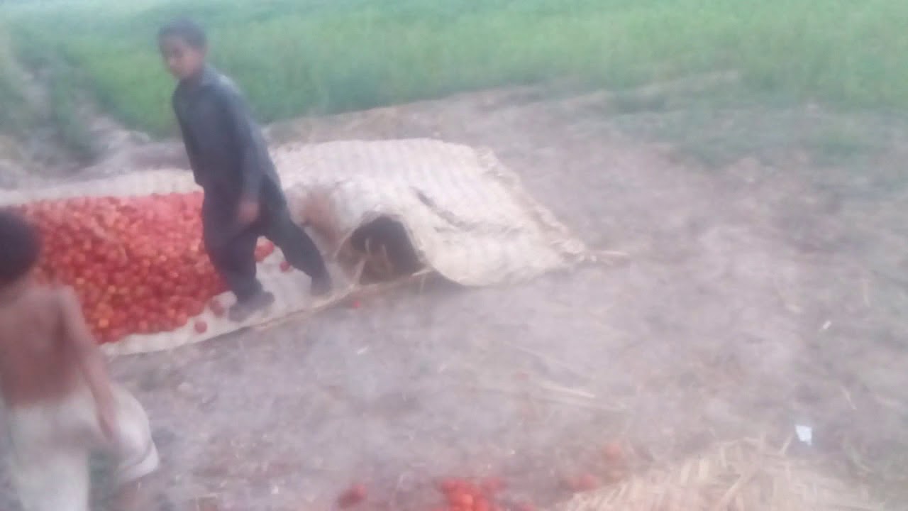 Agriculture Funny video| Sarwech Sindhi .TVHD