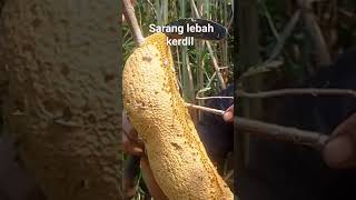 sarang lebah kerdil FLORENA