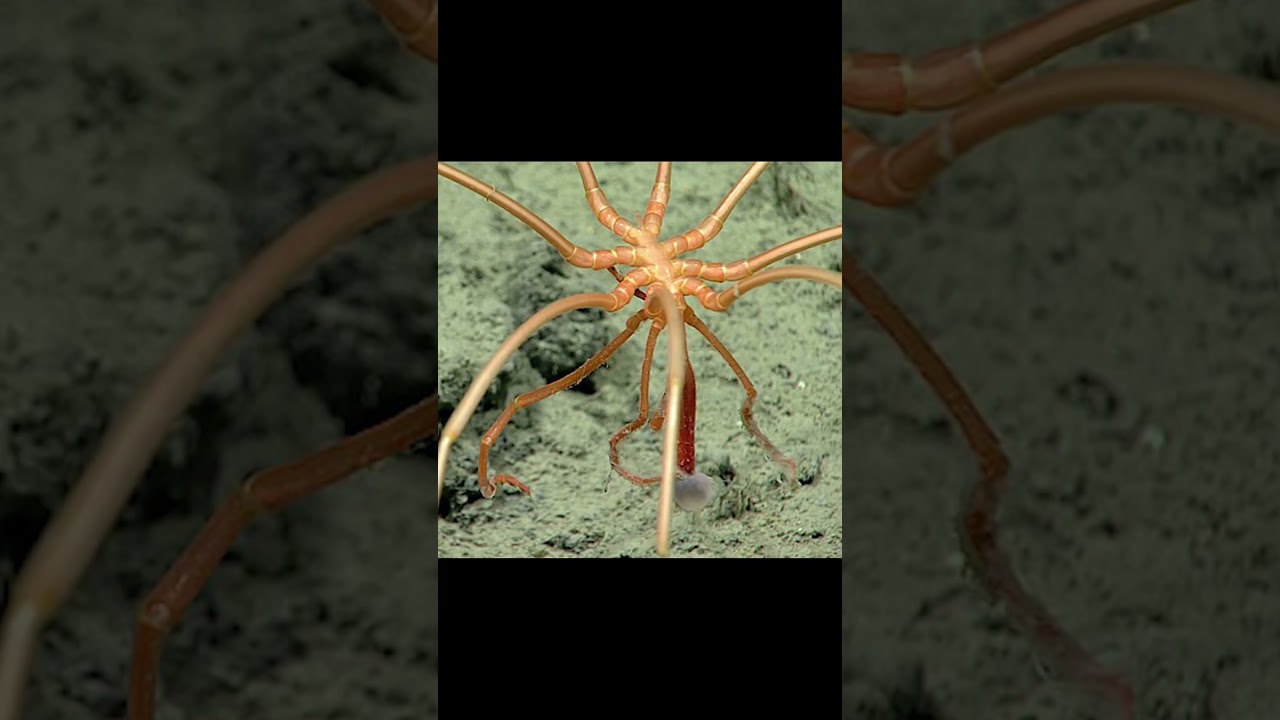This ‘Spider’ Lives 7,000 Meters Underwater