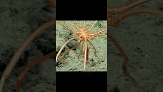 This Spider Lives 7,000 Meters Underwater