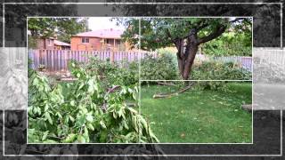 Time Lapse   Spring Summer / Raspberry & Cherry tree