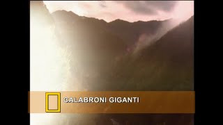 Calabroni giganti (2002)