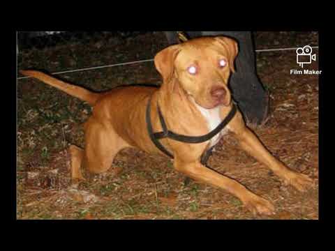 evolution kennels apbt