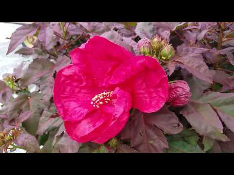 Hibiscus Cherry Brandy