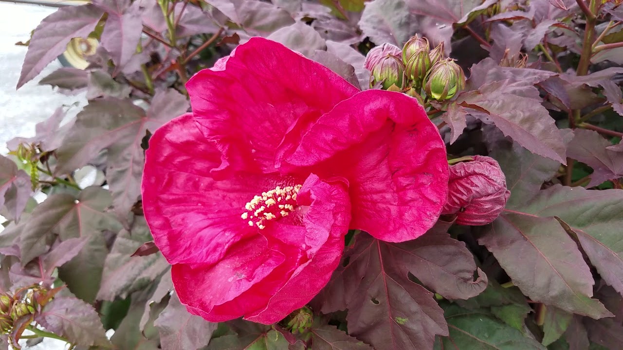 Hibiscus Cherry Brandy