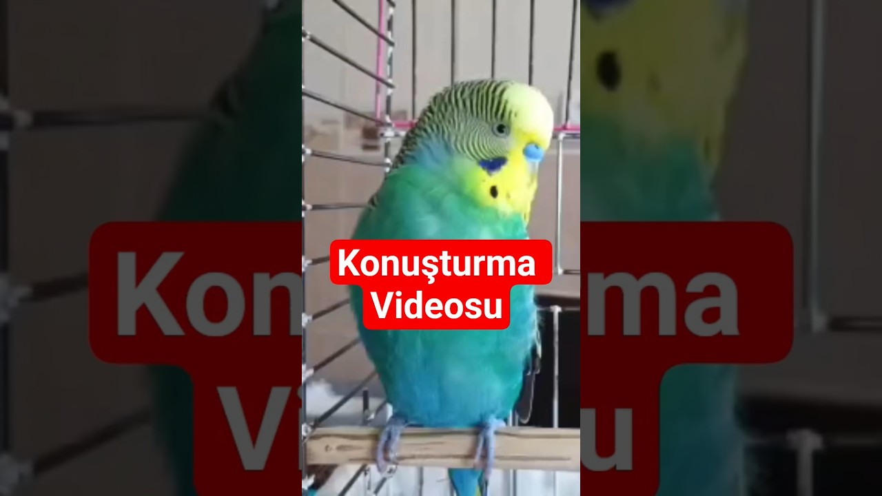 10 Dakikada Muhabbet Kuşu Konuşturma Eğitimi | En Etkili Yöntem ile Dinlet Konuşsun #muhabbetkuşu