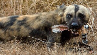 Wild Dogs Rip a Newborn Impala From its Mother's Womb