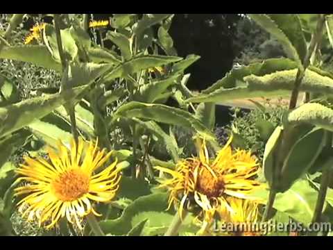 Video: Elecampane Britanci