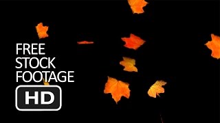 Free Stock Video Footage - Falling Autumn Leaves Black Background HD