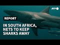 Shark nets: the 'curtains of death' protecting South Africa's beaches | AFP