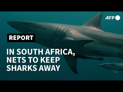 Video: Kā Aizsargāt Pludmales No Haizivīm