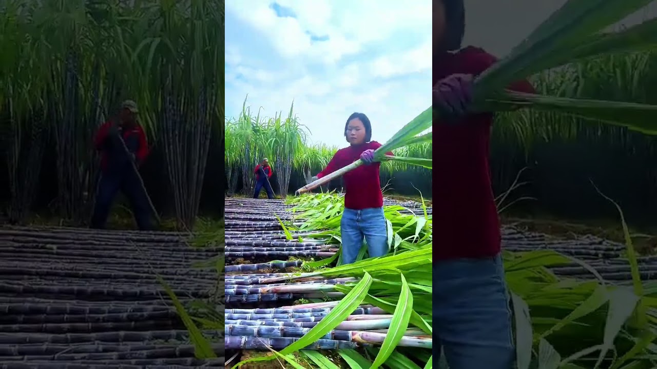 Discover the Serenity of Rural Life: A Must-See Adventure