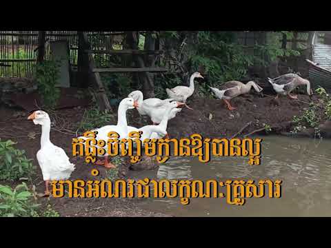 គន្លឹះចិញ្ចឹមក្ងានអោយបានល្អ មានអំណរជាលក្ខណះគ្រួសារ