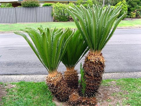 sago palm cycas revoluta
