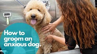 HOW TO GROOM AN ANXIOUS DOG WITHOUT STRESS 🐶✂️ (Pro Groomer Tips)