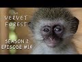 Blind Orphan Baby Monkey Rescued By Animal Sanctuary - Vervet Forest - S2 Ep14