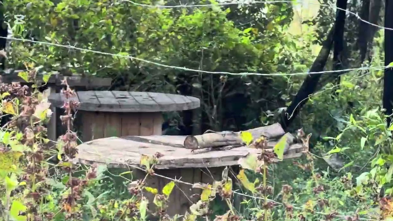 Visitando la parcela #parcela  #fincas 