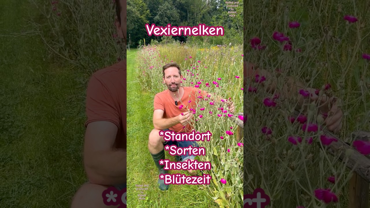 Silene coronaria - Die wunderschöne Kronen-Lichtnelke oder Vexiernelke 