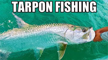 Tampa Bay Tarpon Fishing Madness: Tips Tricks And Techniques To Catch Tarpon!