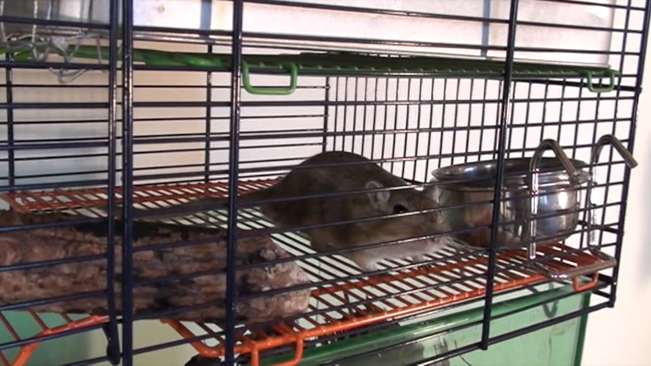 Multiple Gerbil Cage Build YouTube