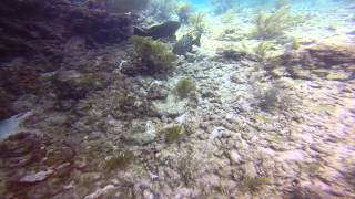 Diving Marathon:Boom Ledge, Sombrero Reef, and the Thunderbolt